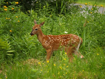 Whitetail Fawn