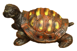 Golden_TurtleMed(3).gif