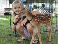 Fawn Doe Rosa