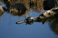 loon_lake_turtle(1).JPG
